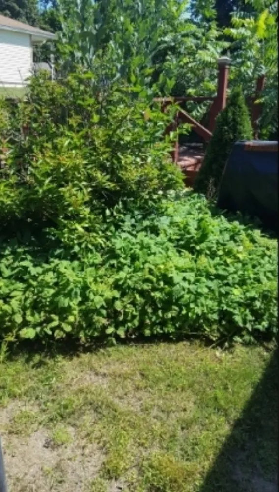 Expert lawn care service for outdoor upgrades across Wausau, WI - True D'sign Landscaping