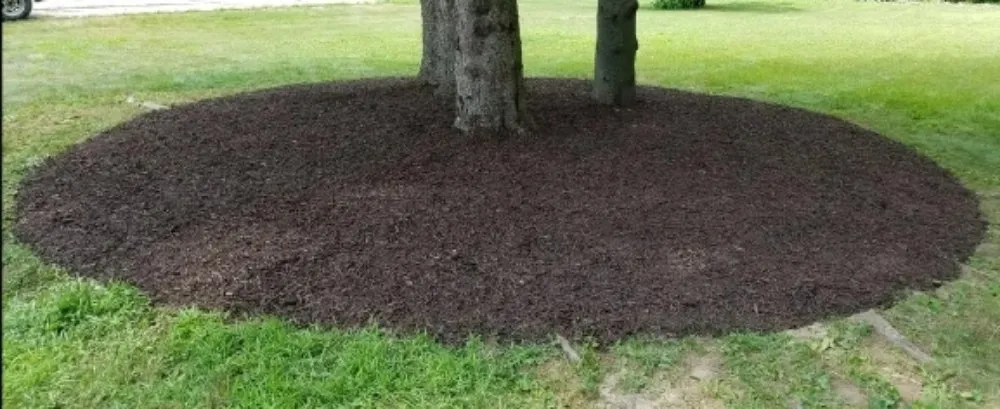 Affordable lawn mowing service near you across Wausau, WI - True D'sign Landscaping