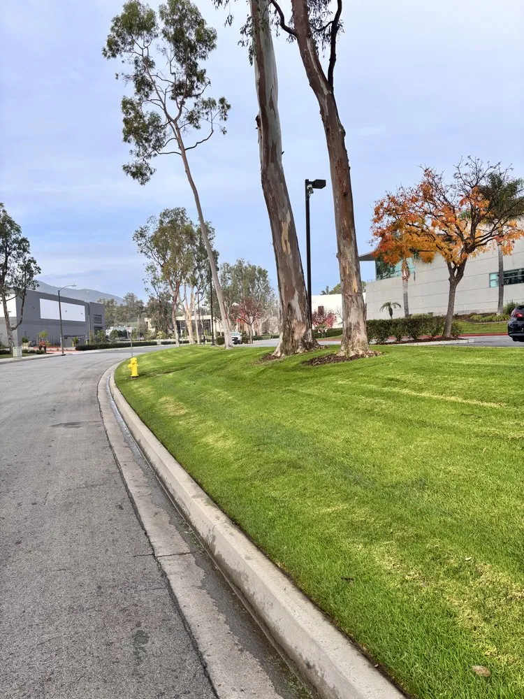 Reliable outdoor landscaping for beautiful yards across Oxnard, CA - True Green Landscape