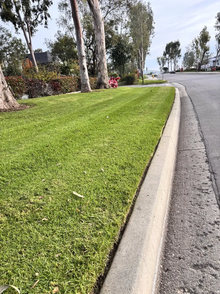 Local yard cleanup service in Oxnard, CA by True Green Landscape