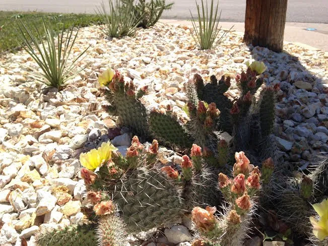 Local lawn care service for homes across Englewood, CO - True Grit Custom Landscape & Design