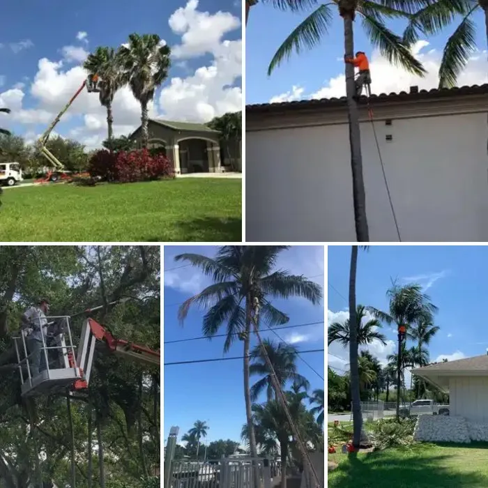 Trusted yard cleanup service experts serving Cooper City, FL - True Image Landscaping