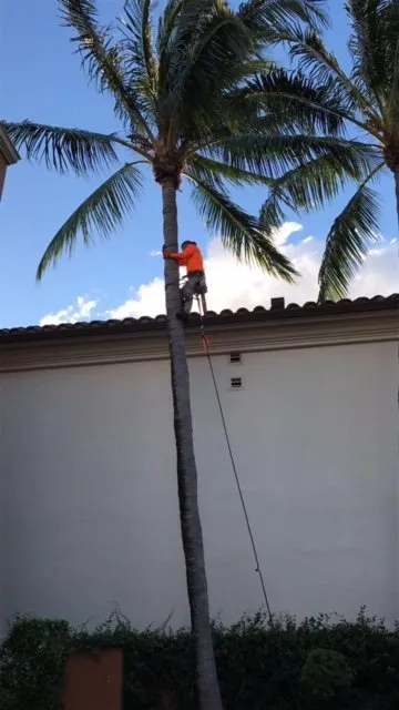 Local residential landscaping experts serving Cooper City, FL - True Image Landscaping