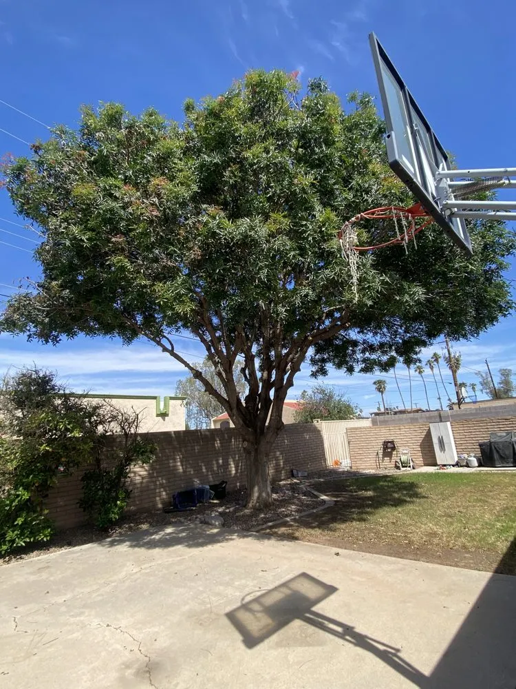 Top-rated outdoor landscaping in Apache Junction, AZ by True Lawn and Tree Care