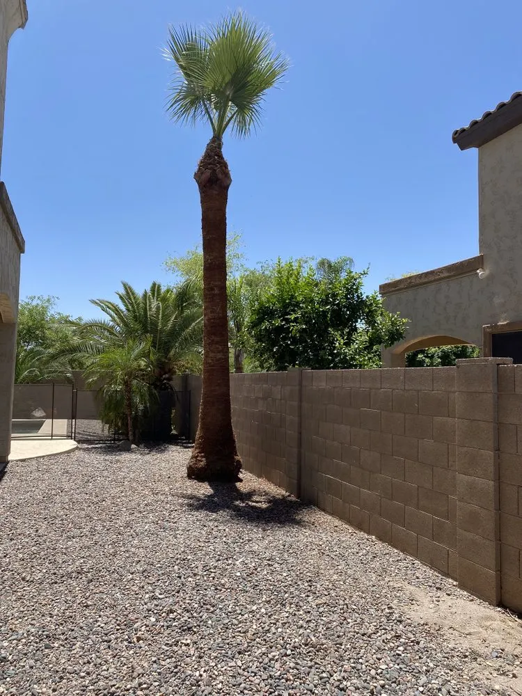 Expert lawn mowing service experts serving Apache Junction, AZ - True Lawn and Tree Care