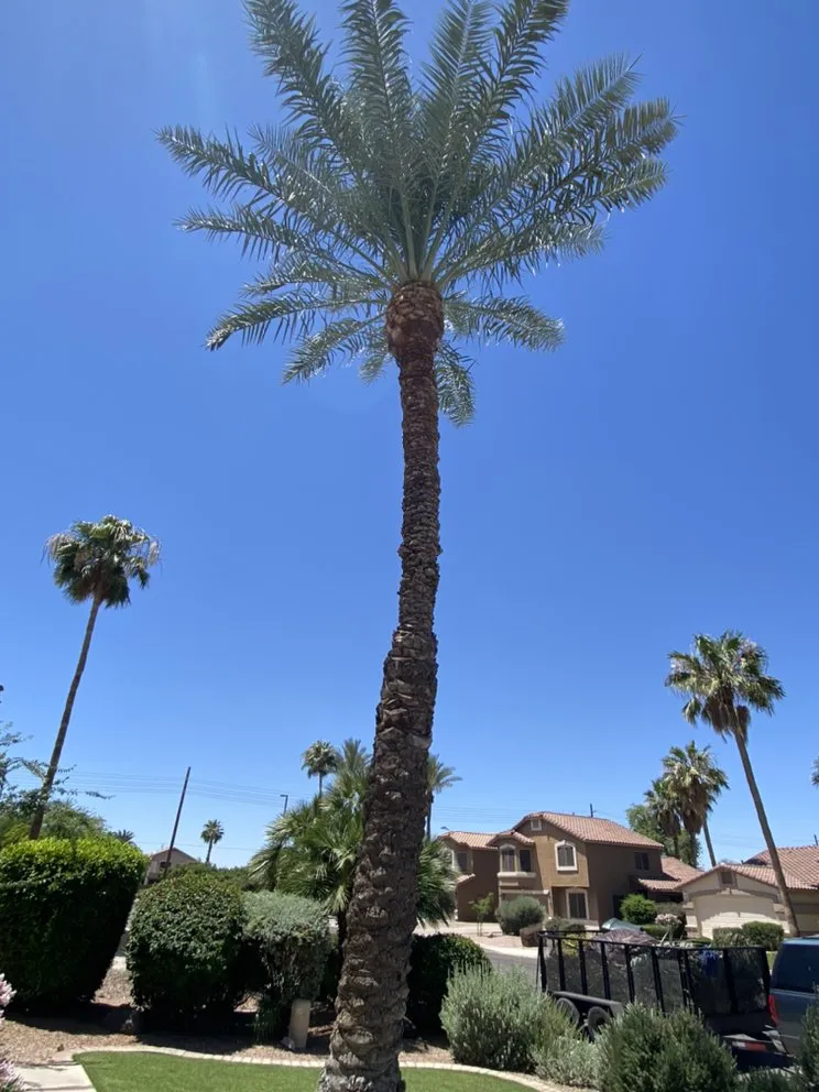 Trusted outdoor landscaping in Apache Junction, AZ - True Lawn and Tree Care