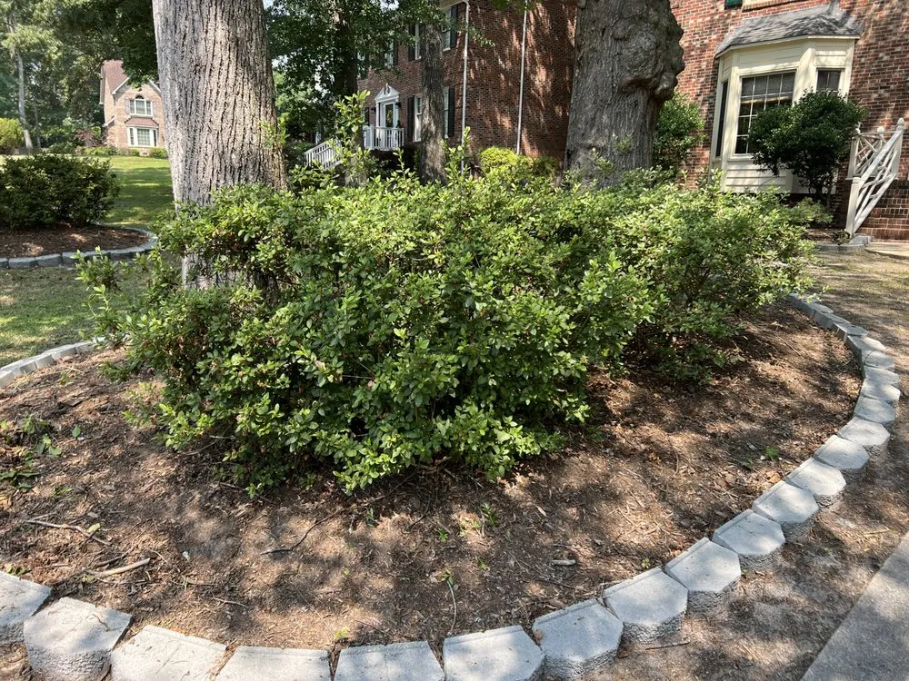 Reliable yard maintenance for homes across Greenville, NC - True Lawn Care & Landscaping