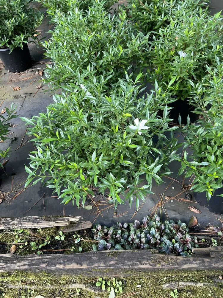 Reliable landscaping services for beautiful yards across Greenville, NC - True Lawn Care & Landscaping