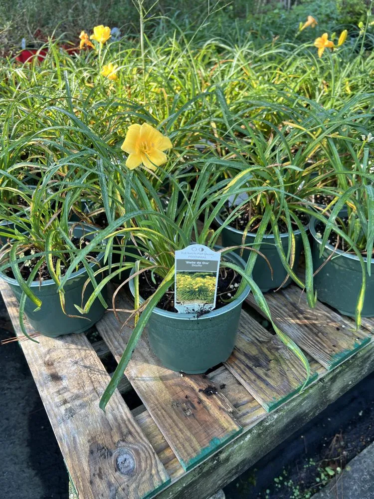 Affordable landscaping services in Greenville, NC by True Lawn Care & Landscaping