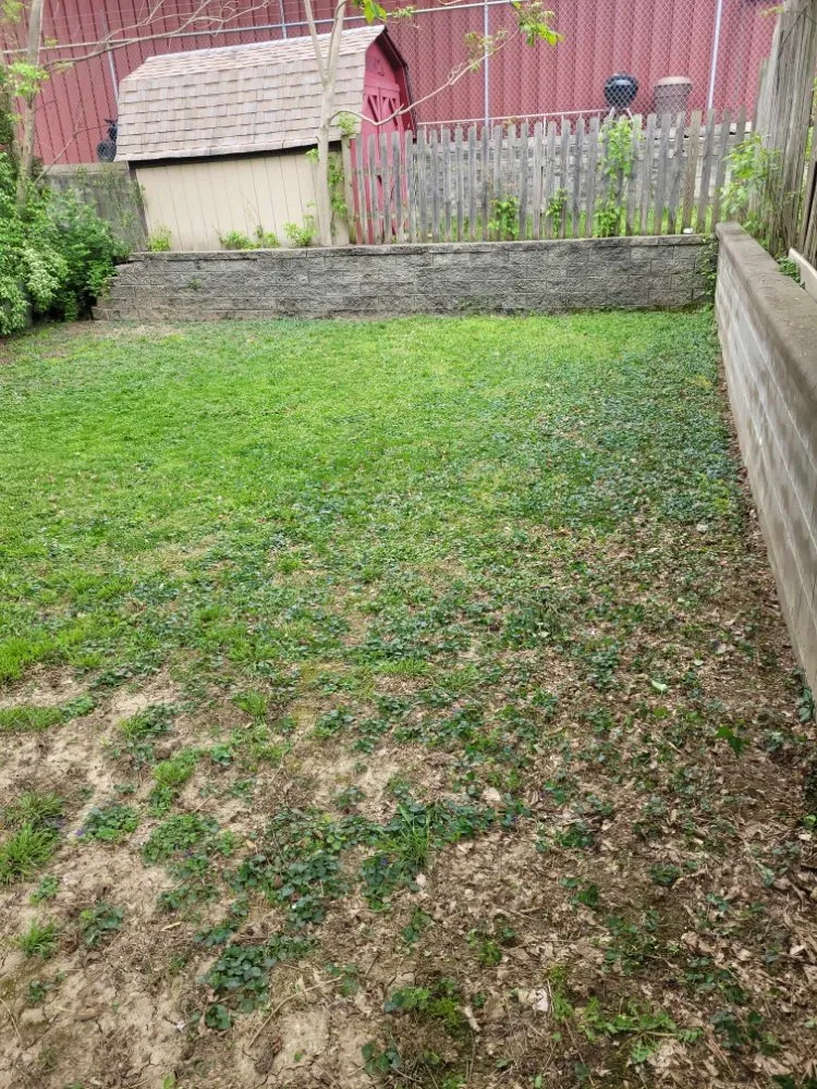 Professional lawn mowing service in Florence, KY by True Lawn Care