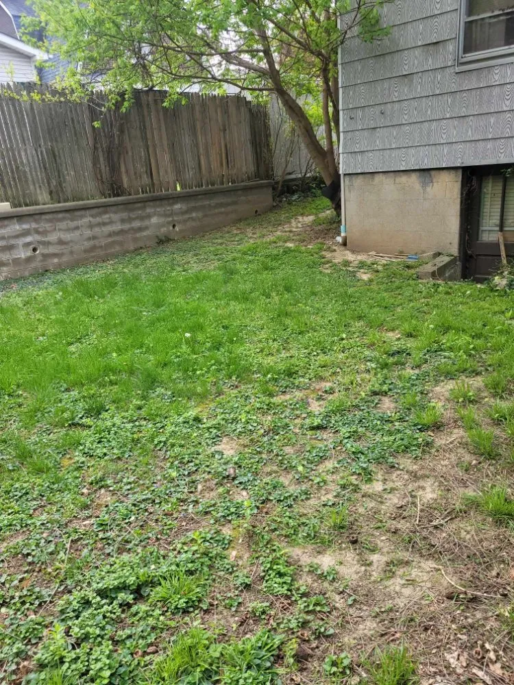 Expert yard cleanup service experts serving Florence, KY - True Lawn Care