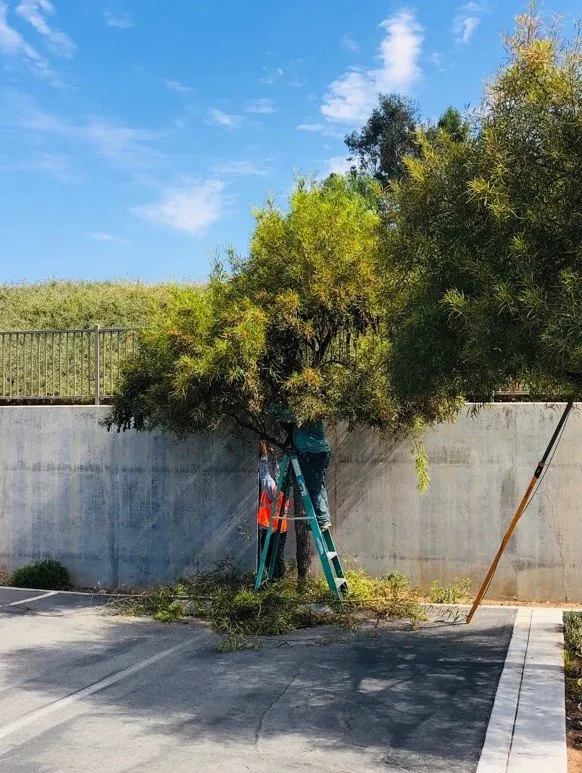 Reliable outdoor landscaping experts serving Lakeside, CA - True Lawn Care