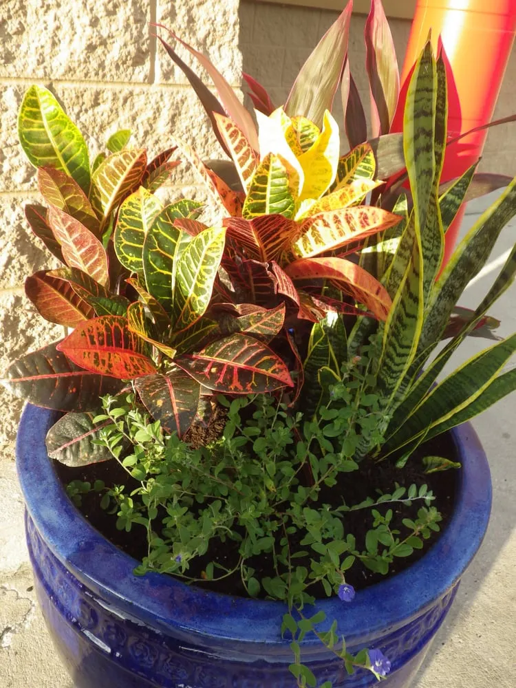 Custom landscaping services for homes across Melbourne, FL - True Lawn