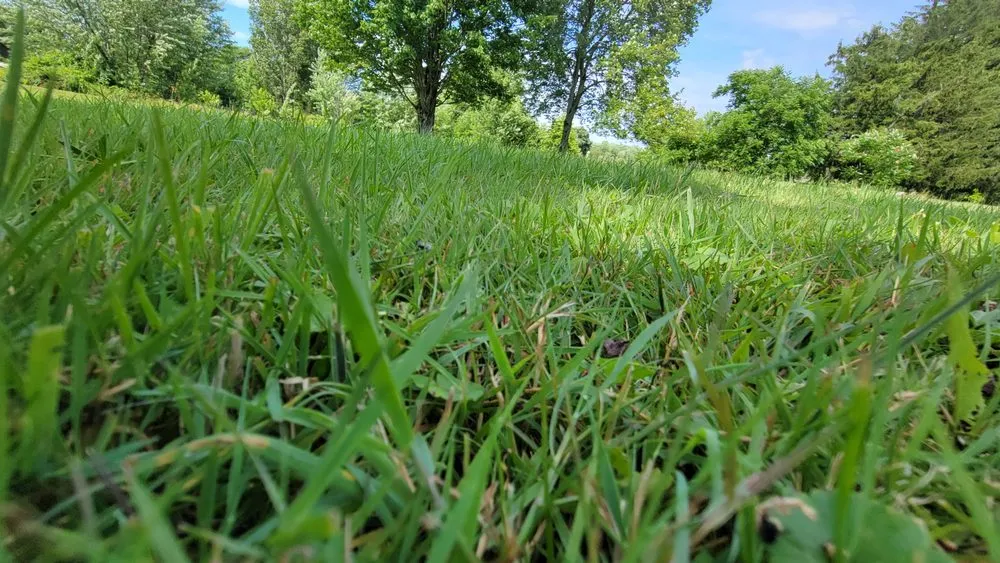 Affordable landscape design experts serving New Castle, PA - True Lawn