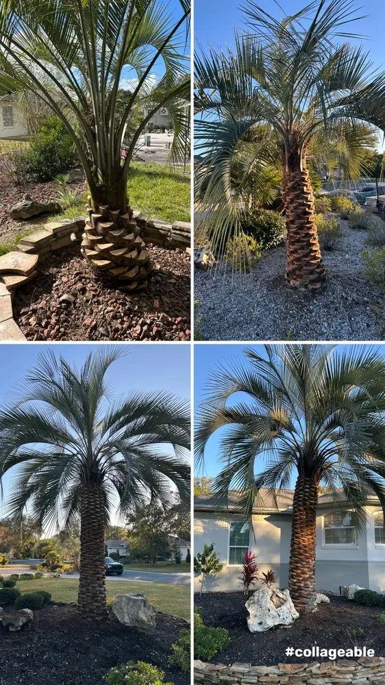 Local landscape installation for homes in Ocala, FL by True Leaf Tropical