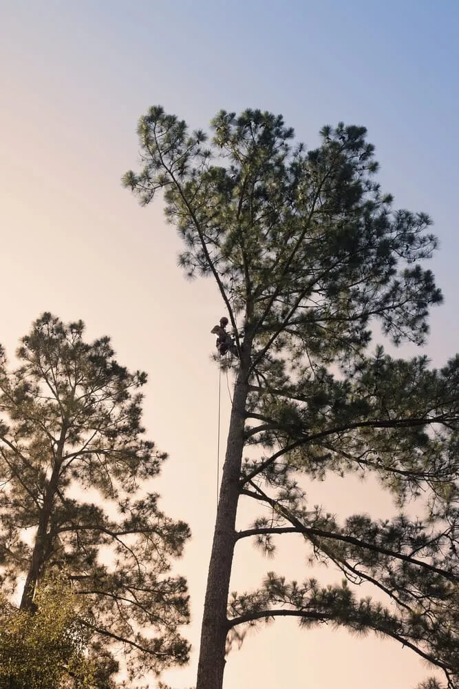 Expert outdoor landscaping in Rochester, MN - True Nature
