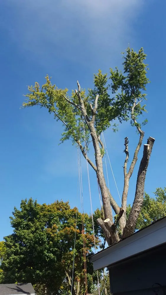 Reliable yard cleanup service in Rochester, MN by True Nature