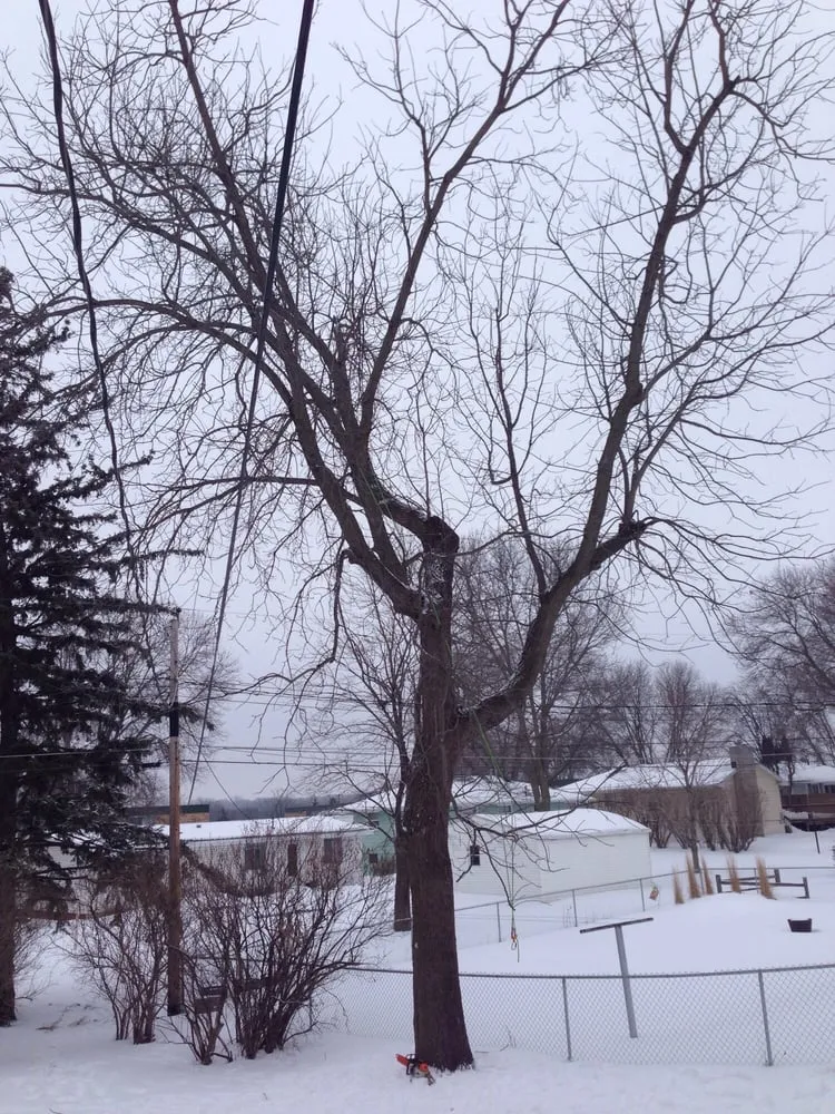 Reliable lawn care service in Rochester, MN - True Nature