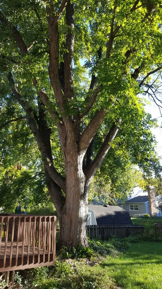 Affordable landscaping services in Rochester, MN by True Nature