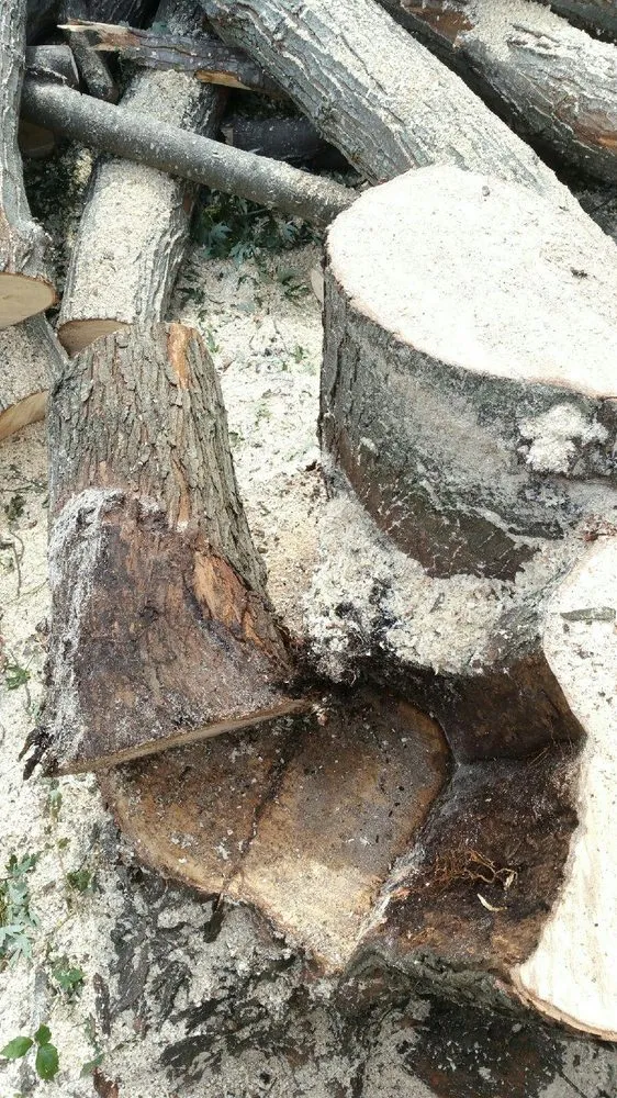 Top-rated landscaping services experts serving Rochester, MN - True Nature