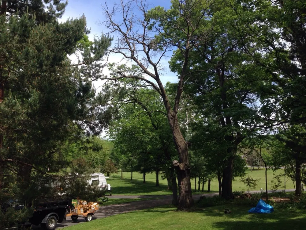 Local yard cleanup service near you across Rochester, MN - True Nature