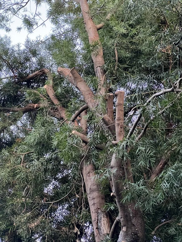 Reliable landscaping services with custom design in Santa Rosa, CA by True North Landscapes