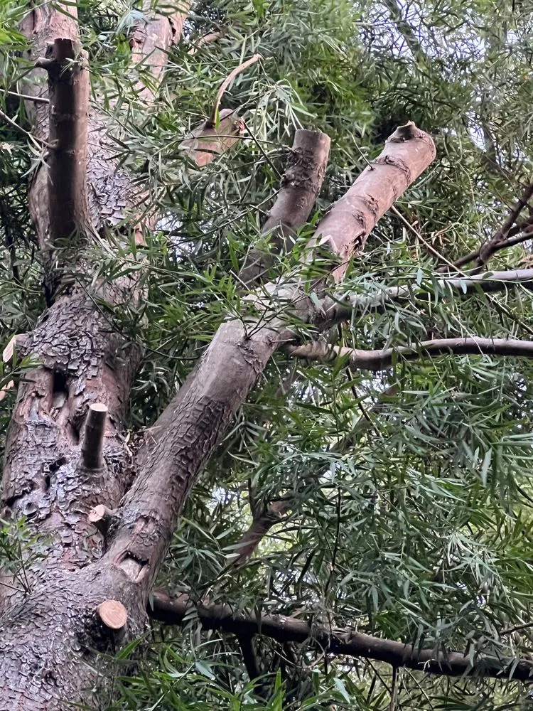 Top-rated garden landscaping for homes across Santa Rosa, CA - True North Landscapes