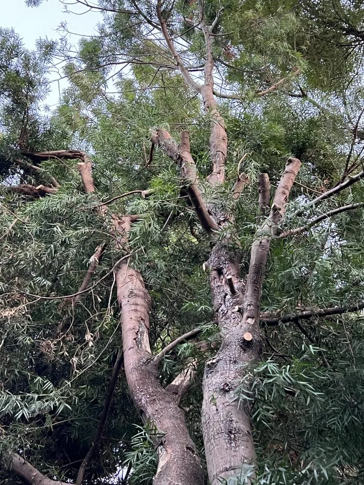 Custom yard maintenance for year-round maintenance in Santa Rosa, CA by True North Landscapes