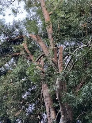 True North Landscapes Logo