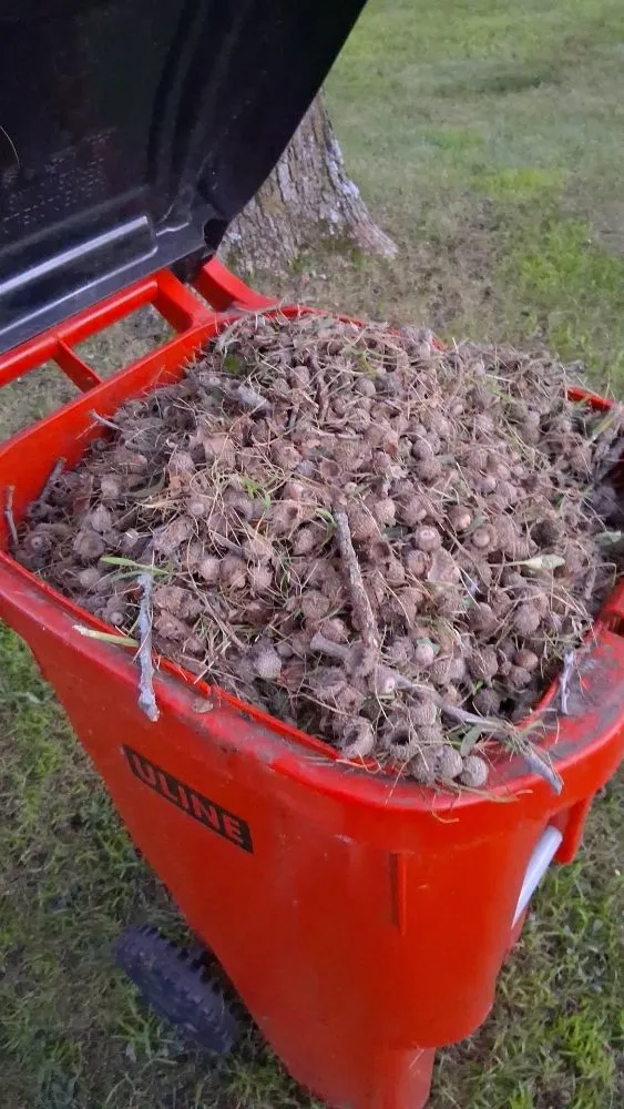 Local landscape design for residential properties in Ramsey, MN by True North Outdoor Services