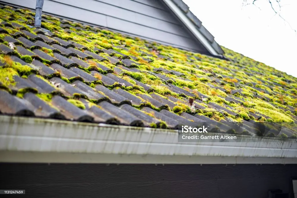 Custom outdoor landscaping for year-round maintenance across shelton, WA - True North Solutions