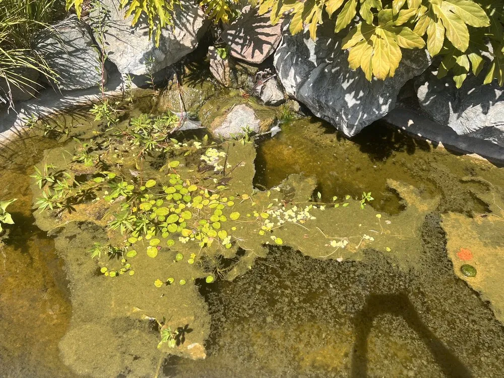 Top-rated outdoor landscaping in Antelope, CA by True Oasis Pond & Pool Care