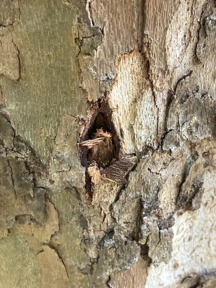 Professional garden landscaping near you in Deltona, FL by True Outdoors