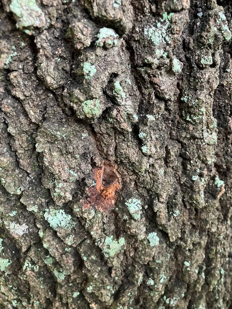 Custom lawn care service in Deltona, FL - True Outdoors