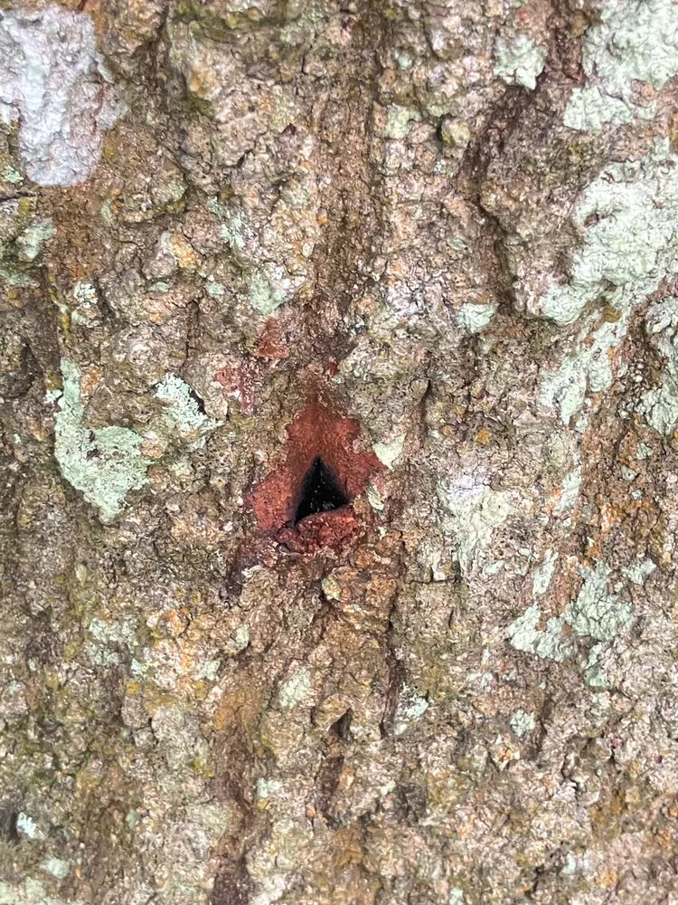 Top-rated outdoor landscaping with custom design across Deltona, FL - True Outdoors