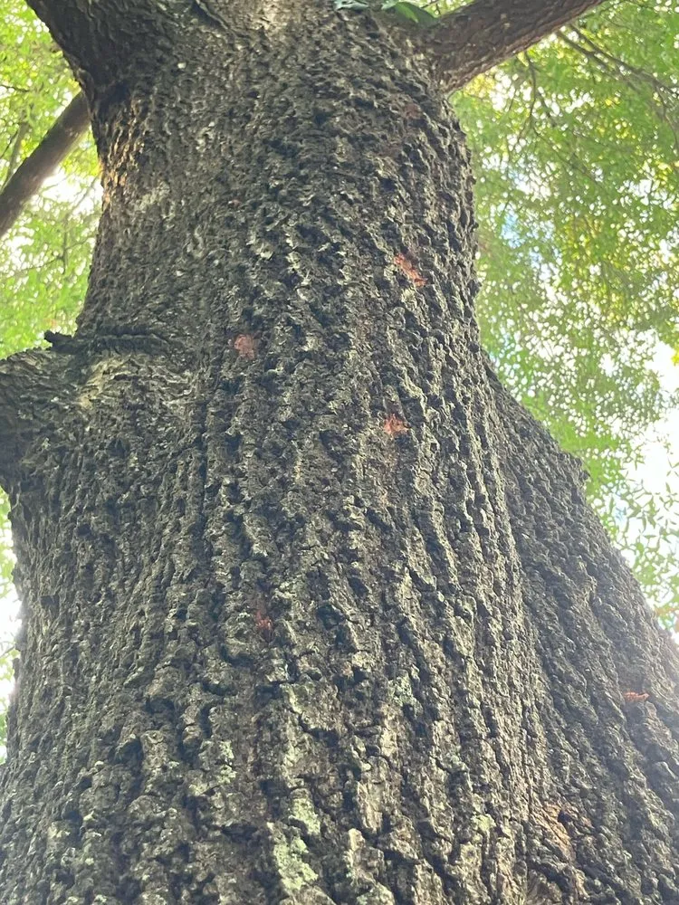 Reliable landscape design in Deltona, FL - True Outdoors