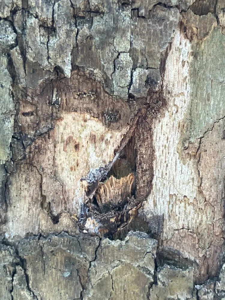 Affordable outdoor landscaping in Deltona, FL by True Outdoors