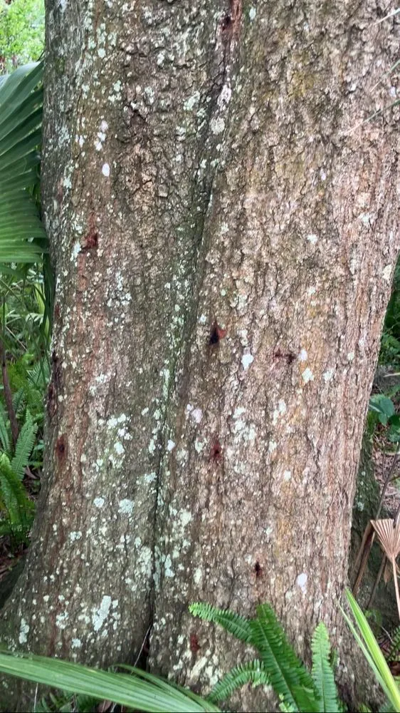 Custom lawn care service for year-round maintenance across Deltona, FL - True Outdoors