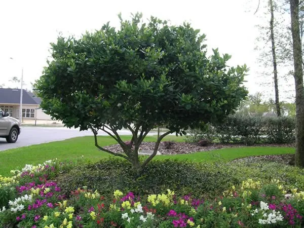 Trusted landscaping services for residential properties in Deltona, FL by True Outdoors