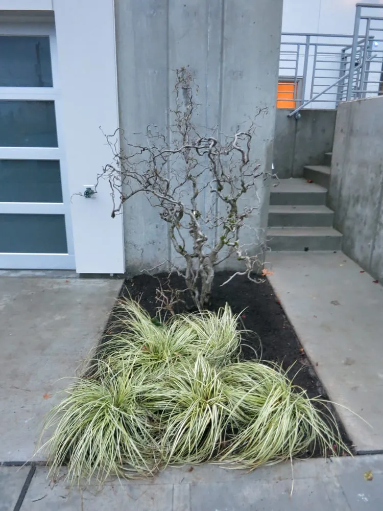 Trusted lawn mowing service for homes across Seattle, WA - True Scape Design