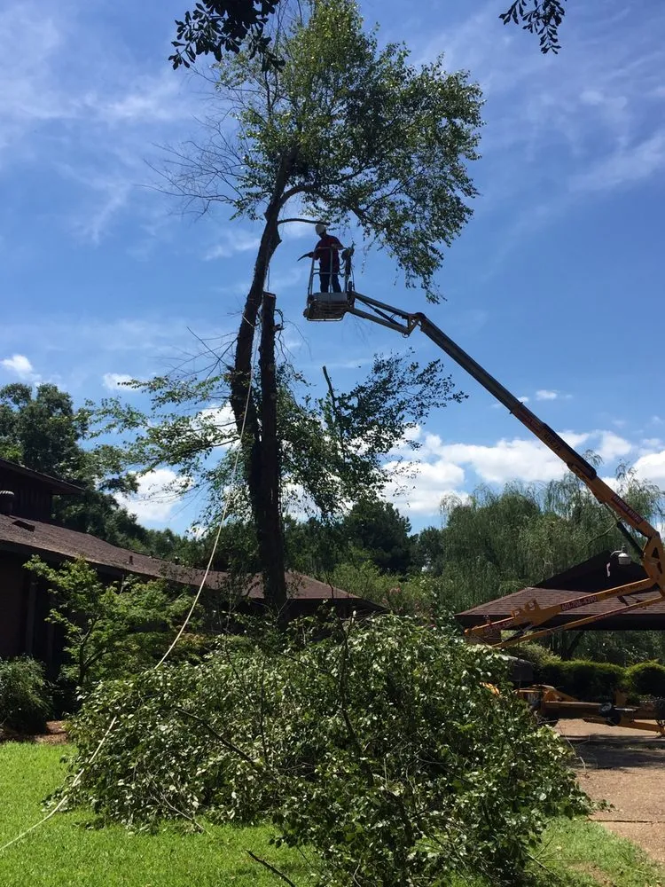 Trusted outdoor landscaping in Braxton, MS by True South Tree Service & Outdoors