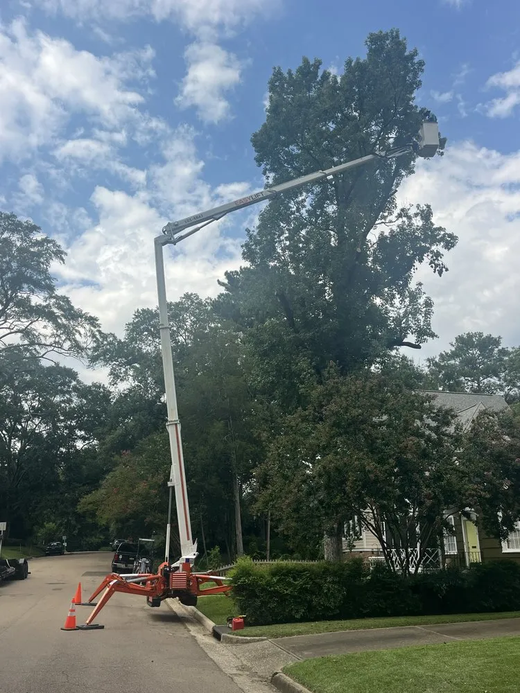 Local yard cleanup service in Braxton, MS - True South Tree Service & Outdoors
