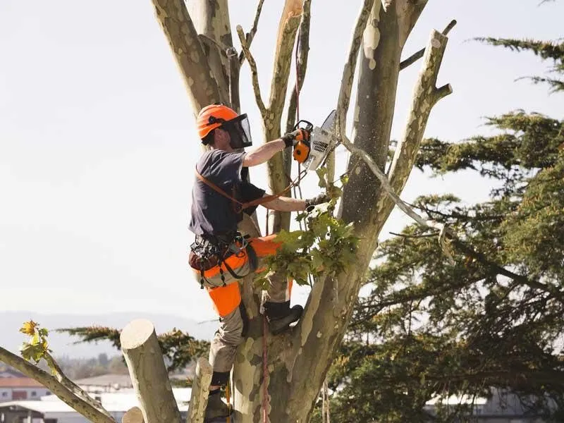 Trusted landscape installation experts serving Braxton, MS - True South Tree Service & Outdoors