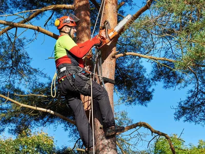 Expert outdoor landscaping in Braxton, MS - True South Tree Service & Outdoors