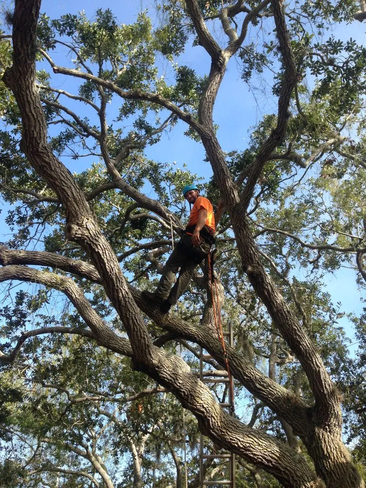 Local garden landscaping experts serving Sarasota, FL - True Tree