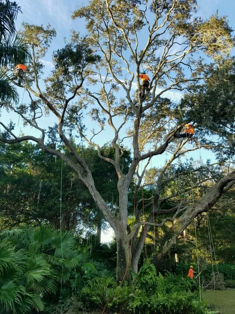 Custom yard maintenance experts serving Sarasota, FL - True Tree