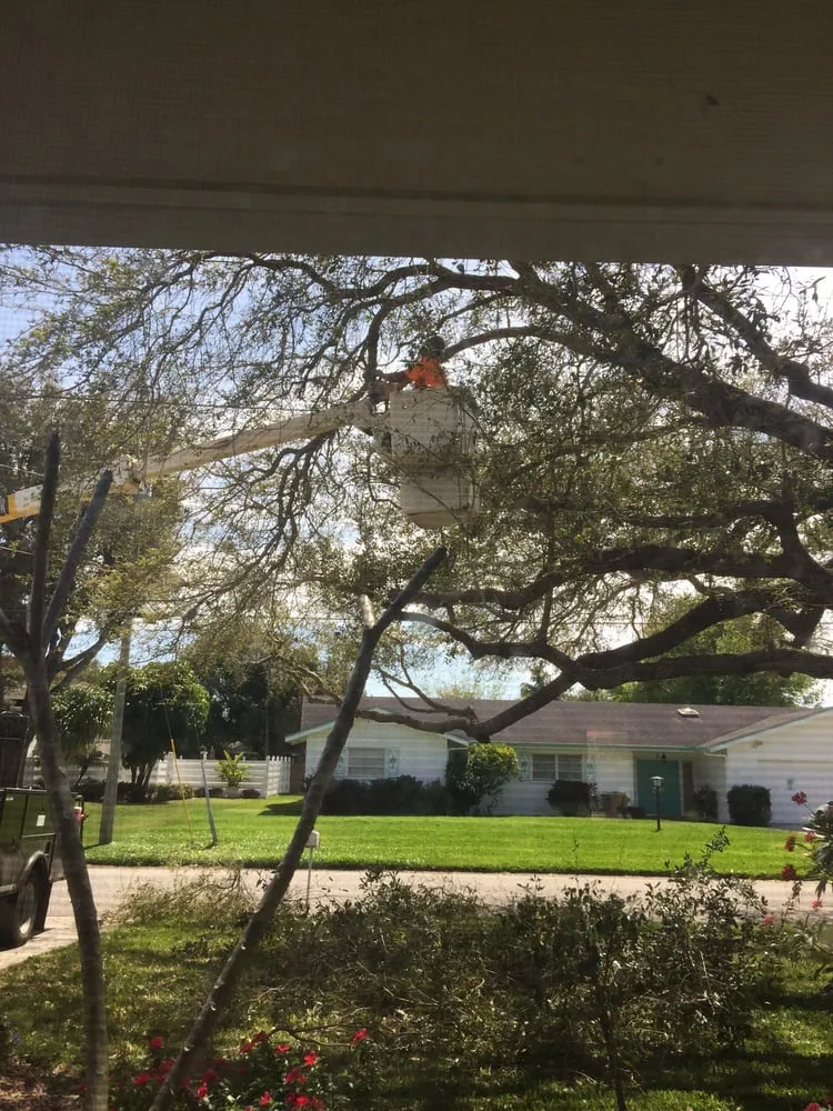 Custom lawn care service in Sarasota, FL - True Tree