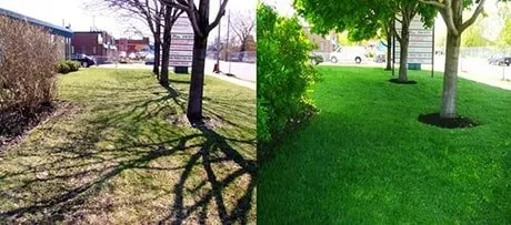 Reliable landscape design for year-round maintenance across Olathe, KS - True Turf Lawn Maintenance