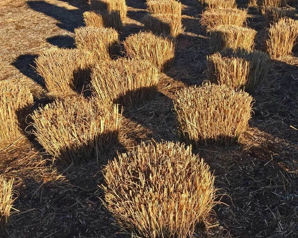 Local yard cleanup service for residential properties across Olathe, KS - True Turf Lawn Maintenance