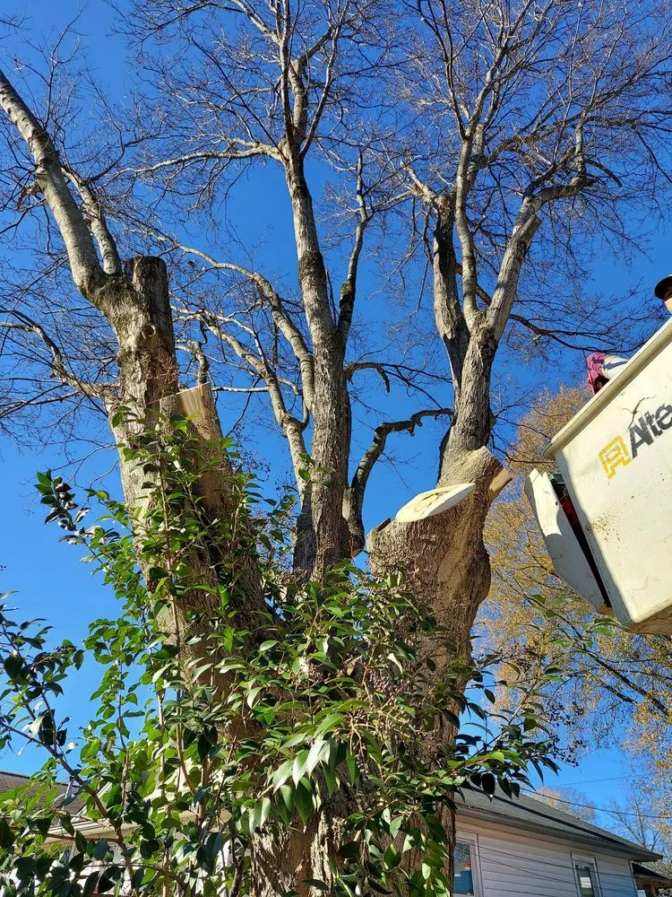 Expert yard cleanup service for beautiful yards across Salisbury, NC - True Vine Design